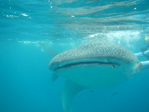 snorkeler holding whale shark