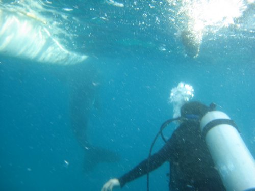 scuba dive whale sharks