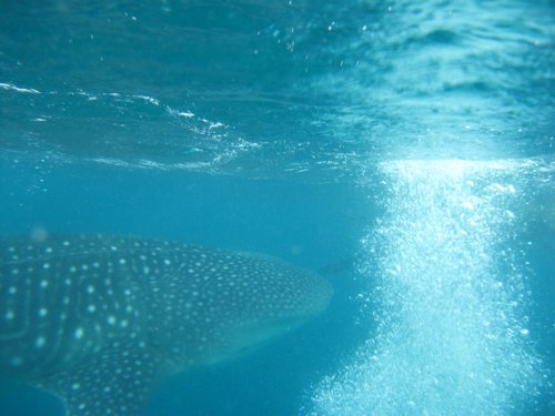 scuba bubbles