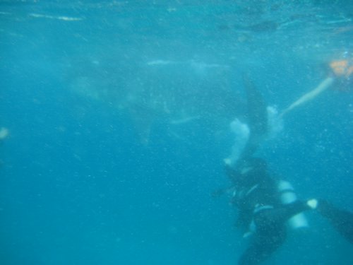 harassing whale shark