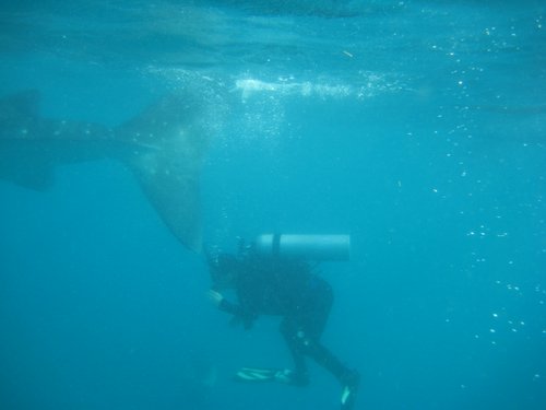 scuba diver hit by whale sharks tail