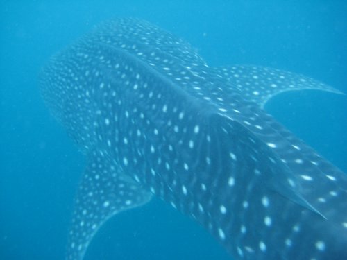 whaleshark