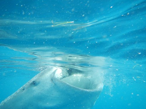 Tan-Awan whale shark