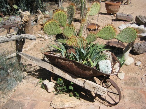 wheelbarrow with cactus