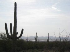 Saguaro cactus in Arizona