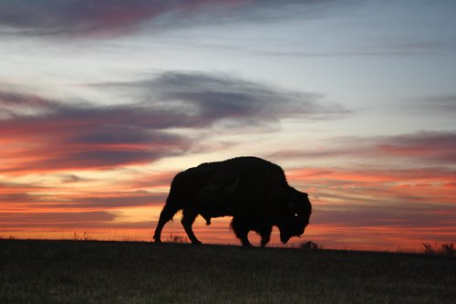 American Buffalo