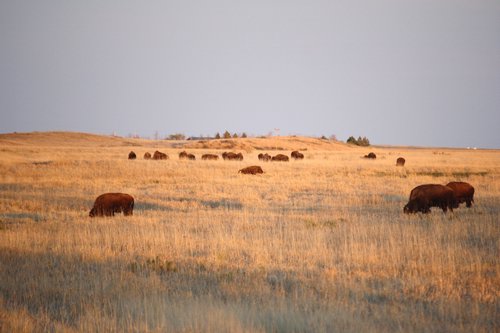 dakota grasslands