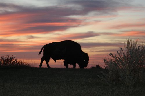 dakota buffalo