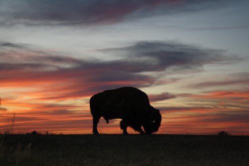 buffalo