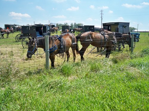 horses in Amish country