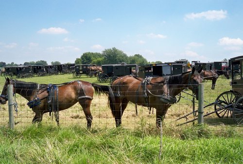 horses in pasture