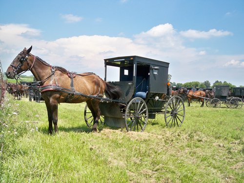 Amish horse and buggy