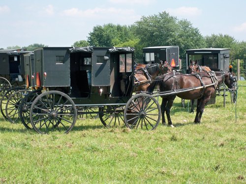 Amish buggies