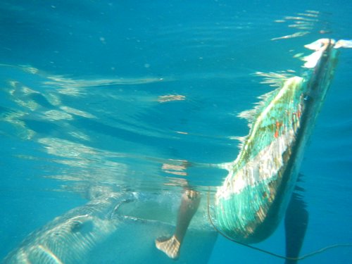 whaleshark and feet