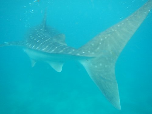 whaleshark going
