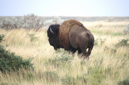 American buffalo American Buffalo