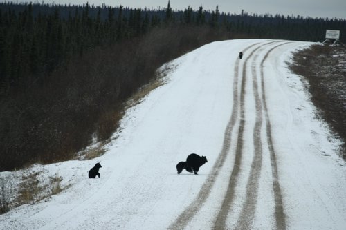 bears crossing