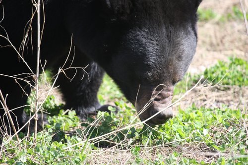black bear eating