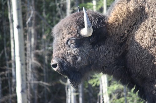 handsome wood buffalo