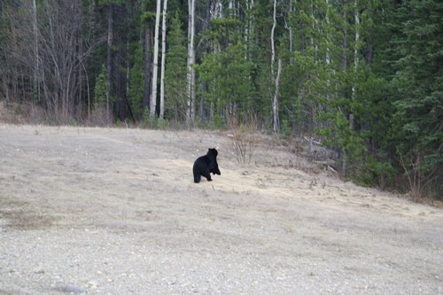 black bear running 